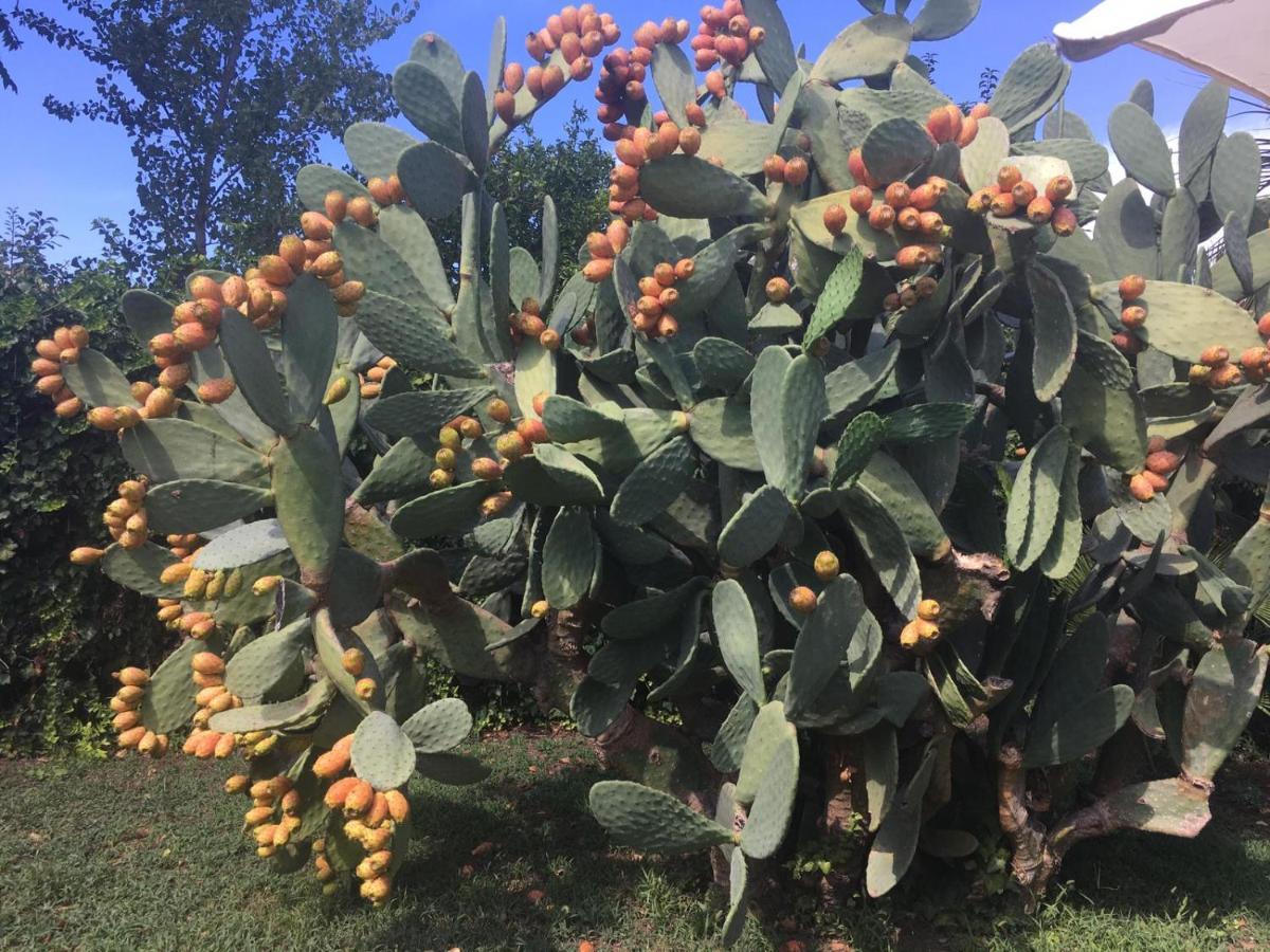 Il Giardino Degli Agrumi Казерта Экстерьер фото
