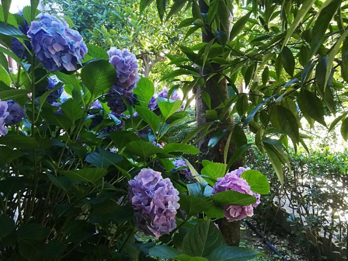 Il Giardino Degli Agrumi Казерта Экстерьер фото